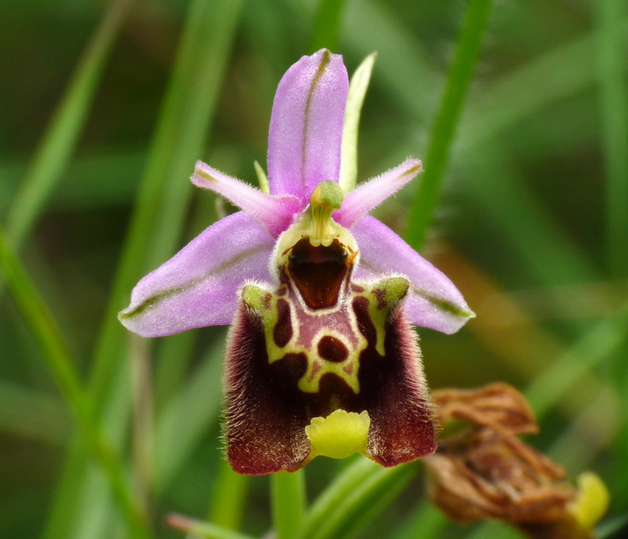 Ophrys holosericea